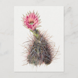 Vintage Botanical Illustration Postcard