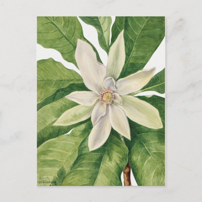 Vintage Botanical Illustration Postcard (Front)