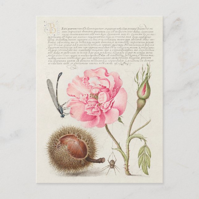 Vintage Botanical Illustration Postcard (Front)