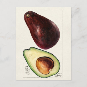 Vintage Botanical Illustration Postcard