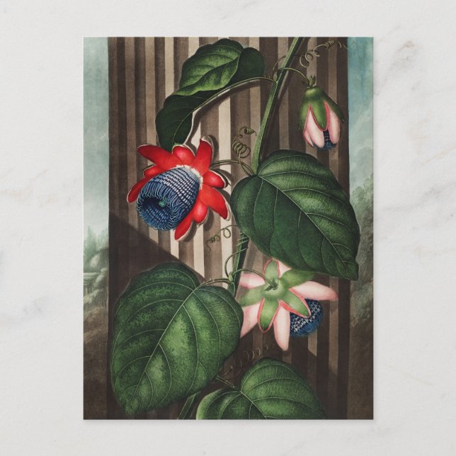 Vintage Botanical Illustration Postcard (Front)