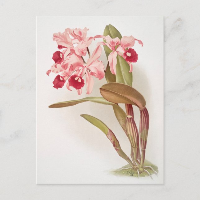 Vintage Botanical Illustration Postcard (Front)