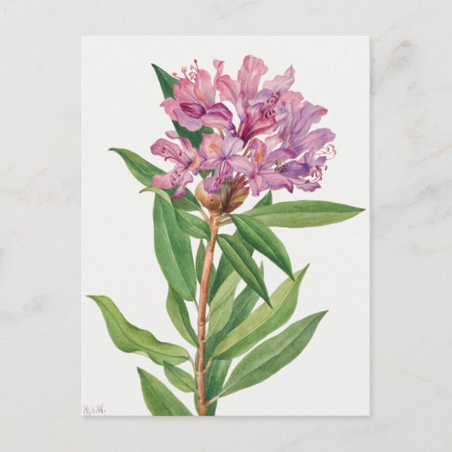 Vintage Botanical Illustration Postcard (Front)