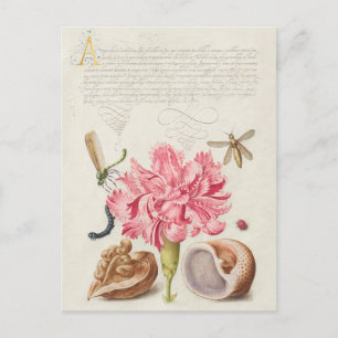 Vintage Botanical Illustration Postcard