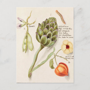 Vintage Botanical Illustration Postcard