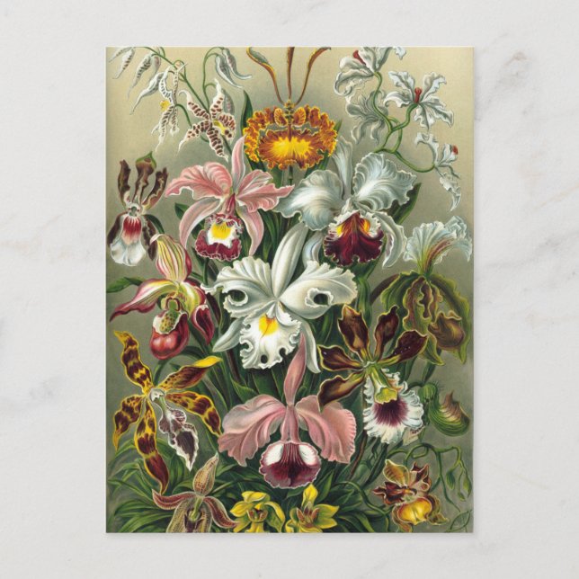 Vintage Botanical Illustration Postcard (Front)