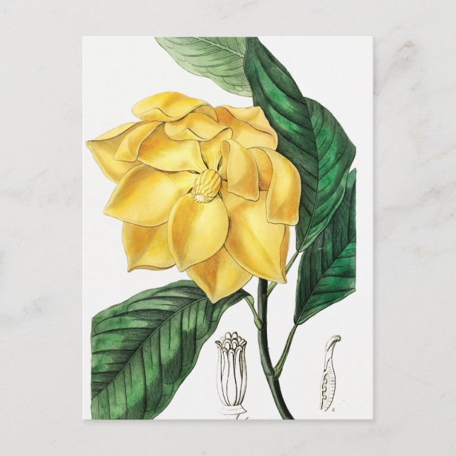 Vintage Botanical Illustration Postcard (Front)