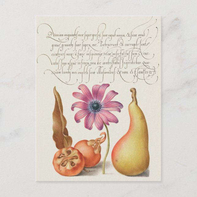 Vintage Botanical Illustration Postcard (Front)