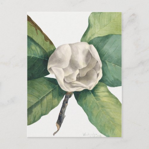 Vintage Botanical Illustration Postcard