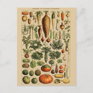 Vintage Botanical Illustration Postcard
