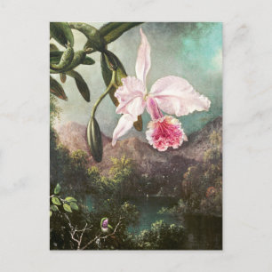Vintage Botanical Illustration Postcard