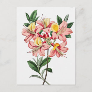Vintage Botanical Illustration Postcard
