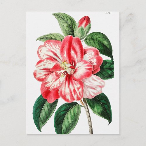 Vintage Botanical Illustration Postcard