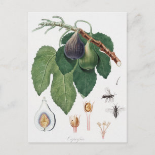 Vintage Botanical Illustration Postcard