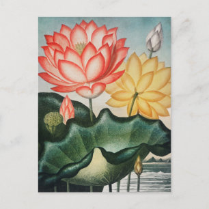 Vintage Botanical Illustration Postcard