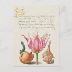 Vintage Botanical Illustration Postcard