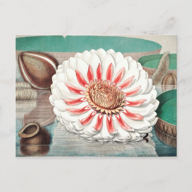 Vintage Botanical Illustration Postcard (Front)