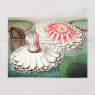 Vintage Botanical Illustration Postcard