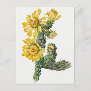 Vintage Botanical Illustration Postcard