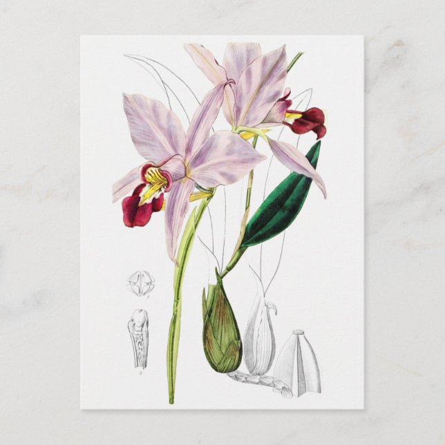 Vintage Botanical Illustration Postcard (Front)