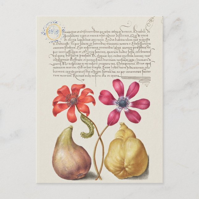 Vintage Botanical Illustration Postcard (Front)