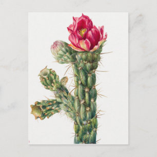 Vintage Botanical Illustration Postcard