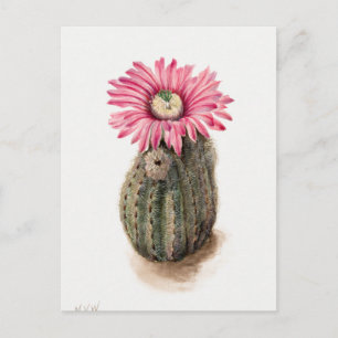 Vintage Botanical Illustration Postcard