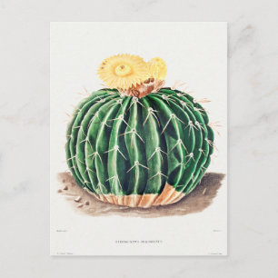 Vintage Botanical Illustration Postcard