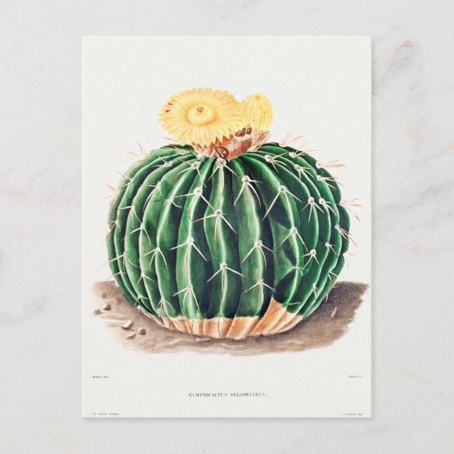 Vintage Botanical Illustration Postcard (Front)