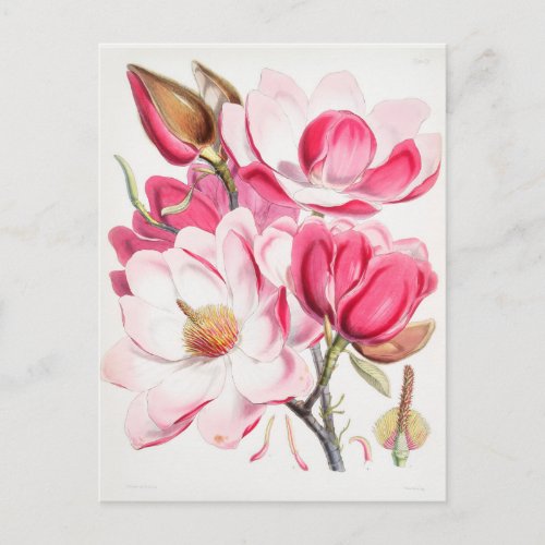 Vintage Botanical Illustration Postcard