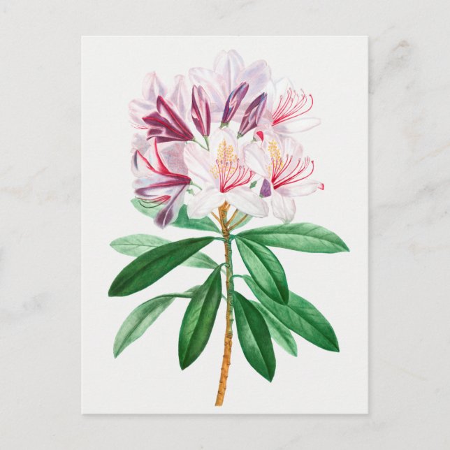 Vintage Botanical Illustration Postcard (Front)