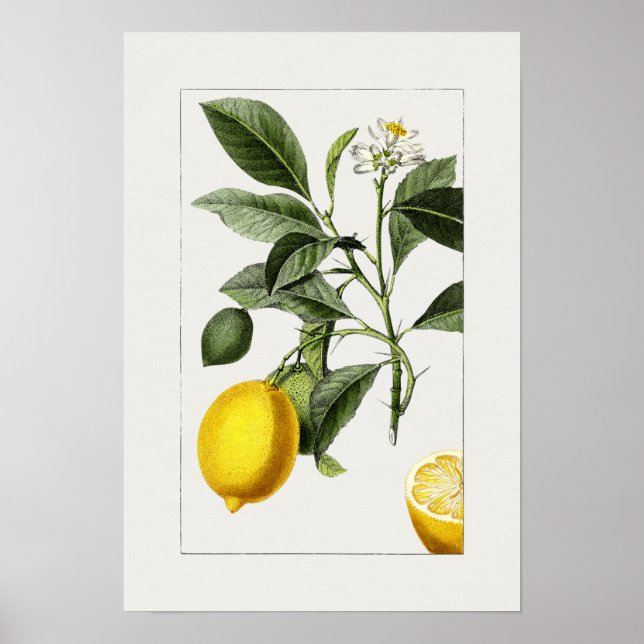 Vintage Botanical Illustration Poster (Front)