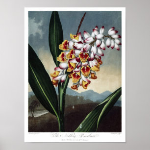 Vintage Botanical Illustration Poster