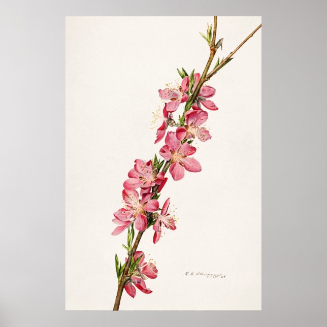 Vintage Botanical Illustration Poster (Front)