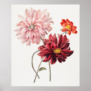Vintage Botanical Illustration Poster