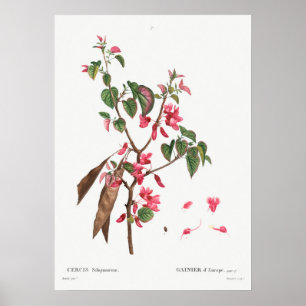 Vintage Botanical Illustration Poster