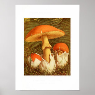 Vintage Botanical Illustration Poster