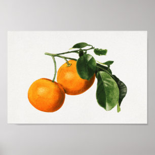 Vintage Botanical Illustration Poster