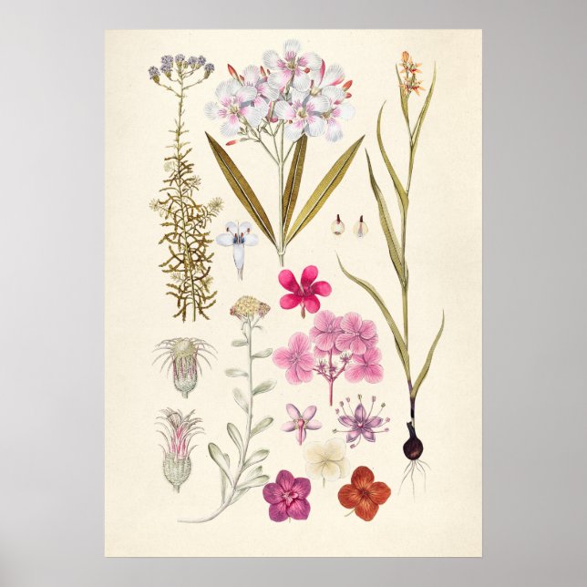 Vintage Botanical Illustration Poster (Front)