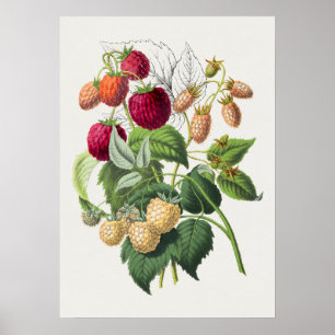 Vintage Botanical Illustration Poster