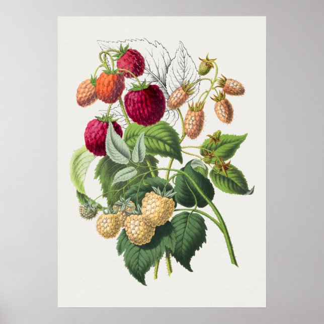 Vintage Botanical Illustration Poster (Front)