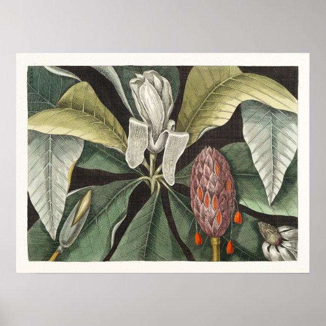 Vintage Botanical Illustration Poster (Front)