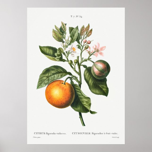 Vintage Botanical Illustration Poster (Front)