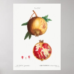 Vintage Botanical Illustration Poster