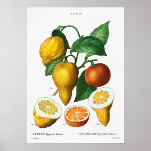Vintage Botanical Illustration Poster