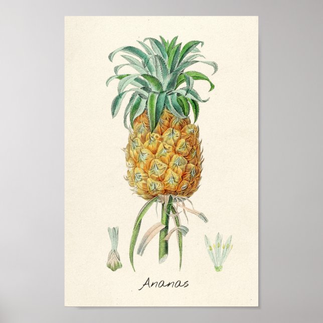 Vintage Botanical Illustration Poster (Front)