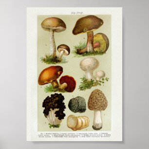 Vintage Botanical Illustration Poster