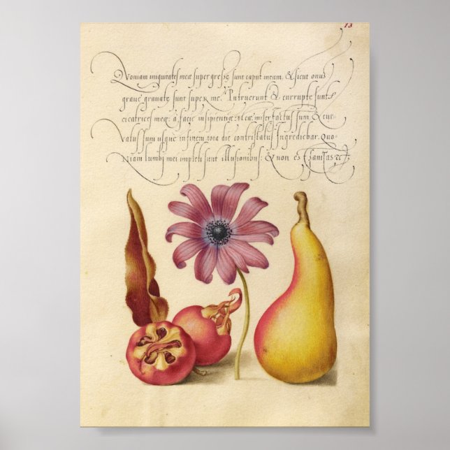 Vintage Botanical Illustration Poster (Front)