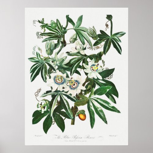 Vintage Botanical Illustration Poster