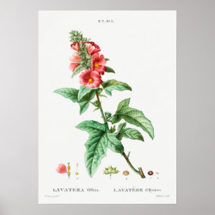 Vintage Botanical Illustration Poster